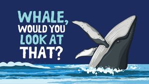 Whale, Would You Loo